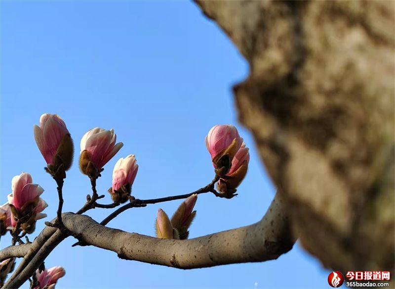 春暖花開(kāi)2.jpg