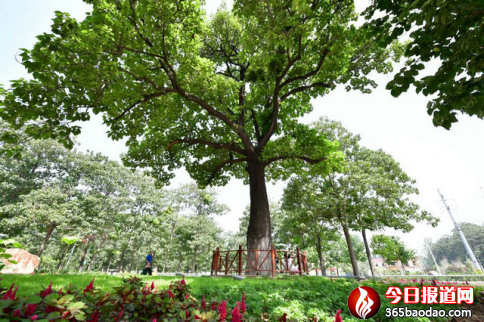 焦裕祿永遠(yuǎn)活在人民心中2951.png